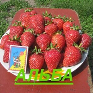 Полуниця Альба