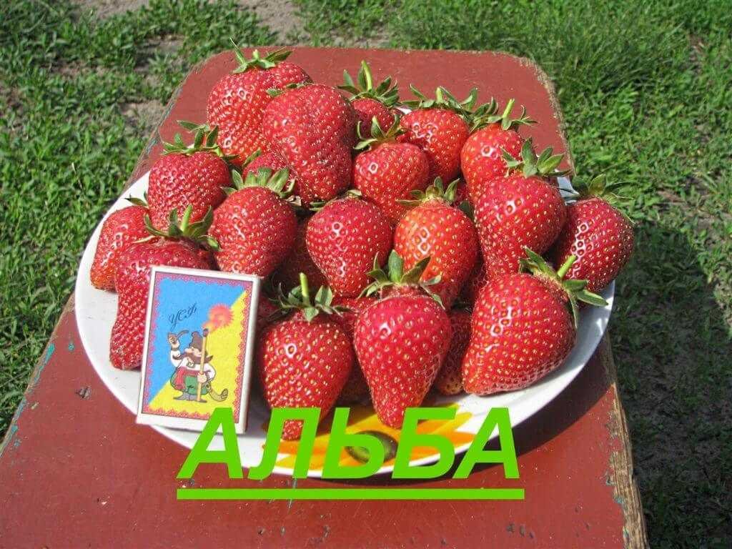Альба (Alba)